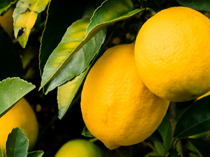 Modified Citrus Pectin