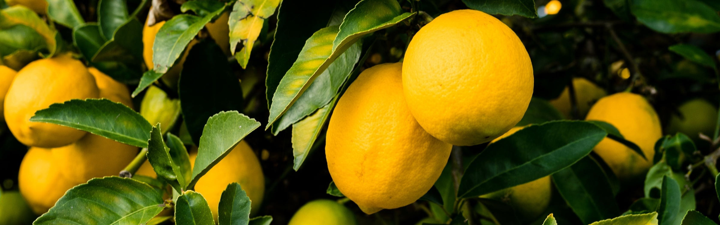 Modified Citrus Pectin