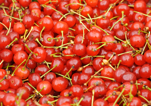 Montmorency Cherry