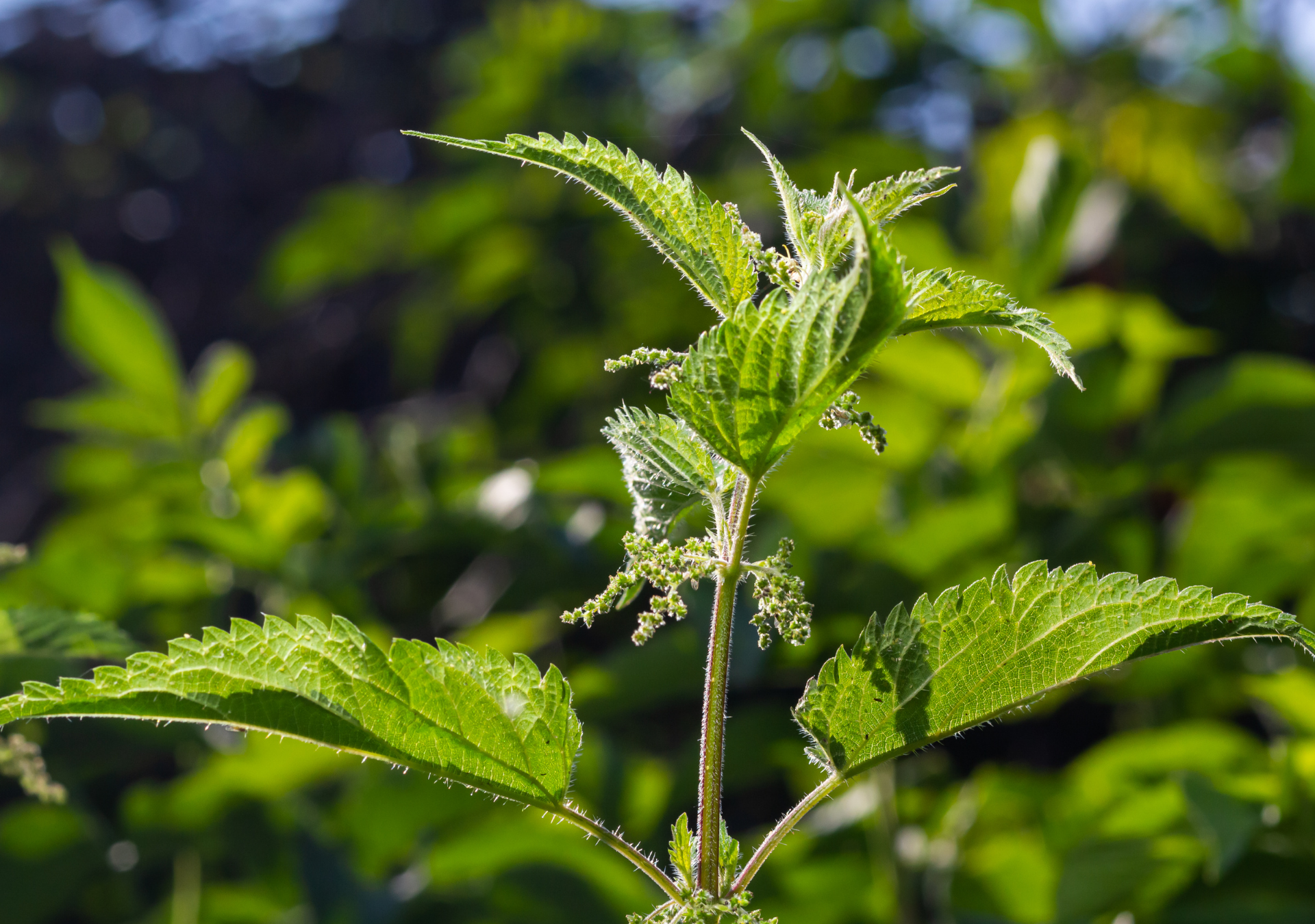 Nettle