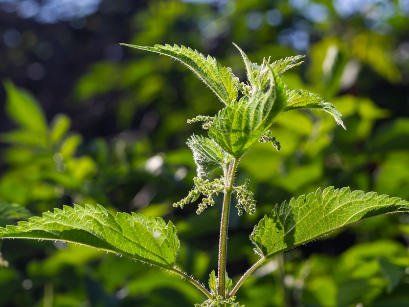 Nettle