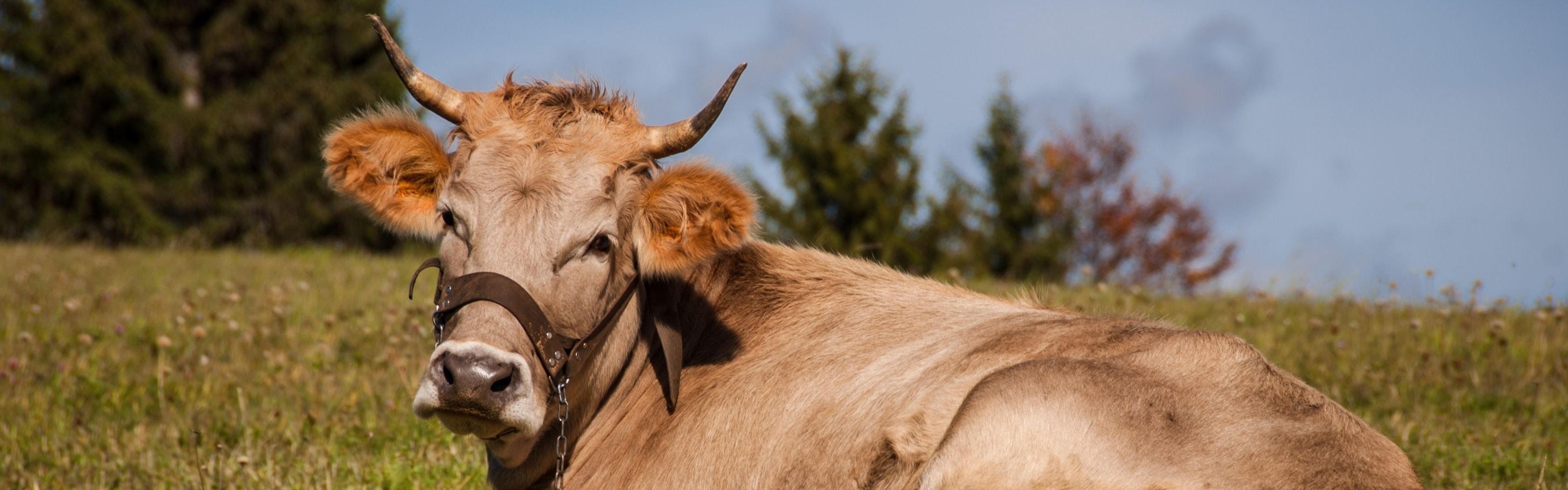 Ox Bile