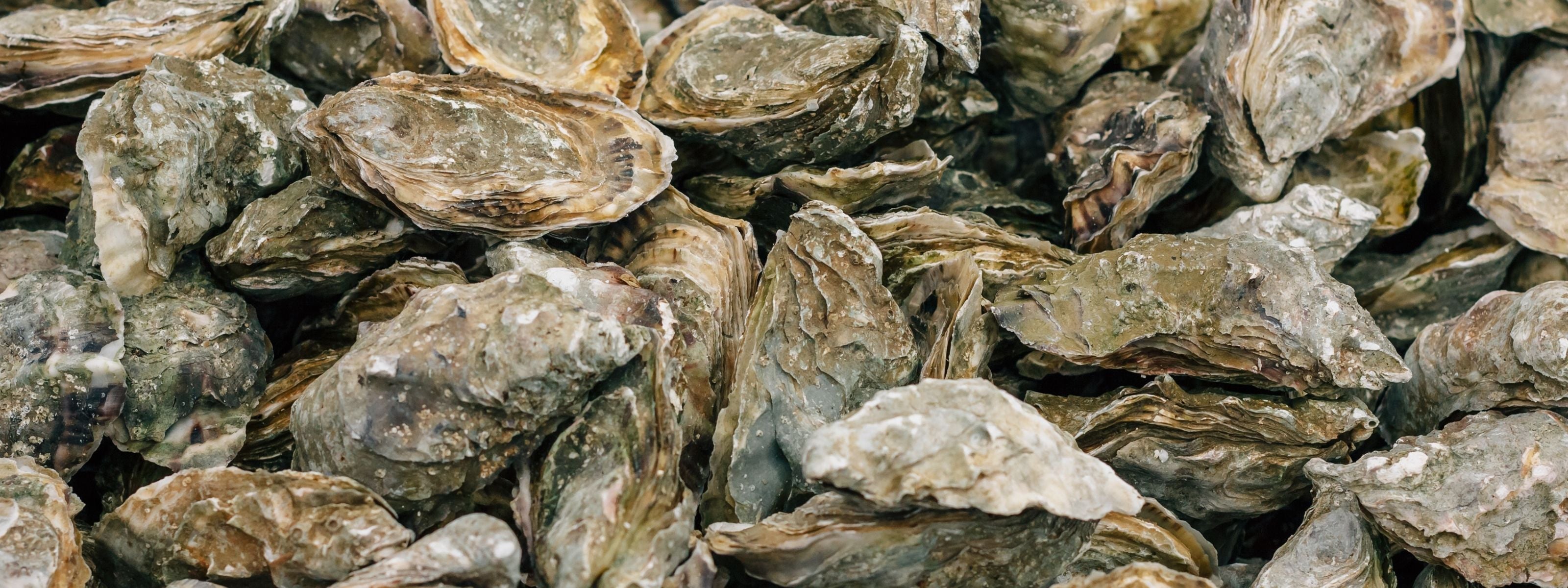 Oyster Meat