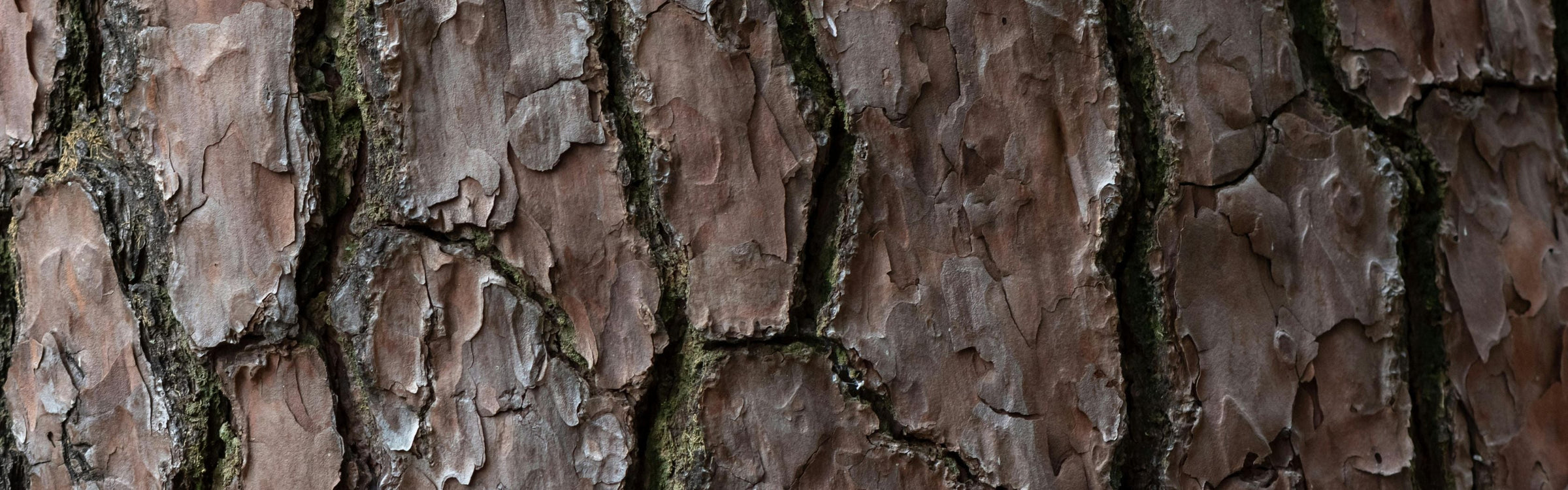 Pine Bark