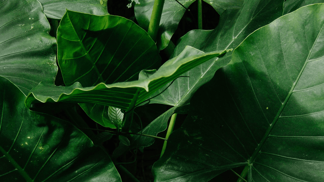 What are plant sterols and do you need them?