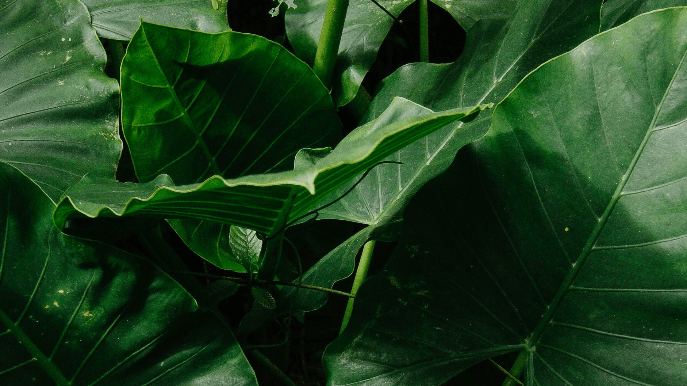 What are plant sterols and do you need them?