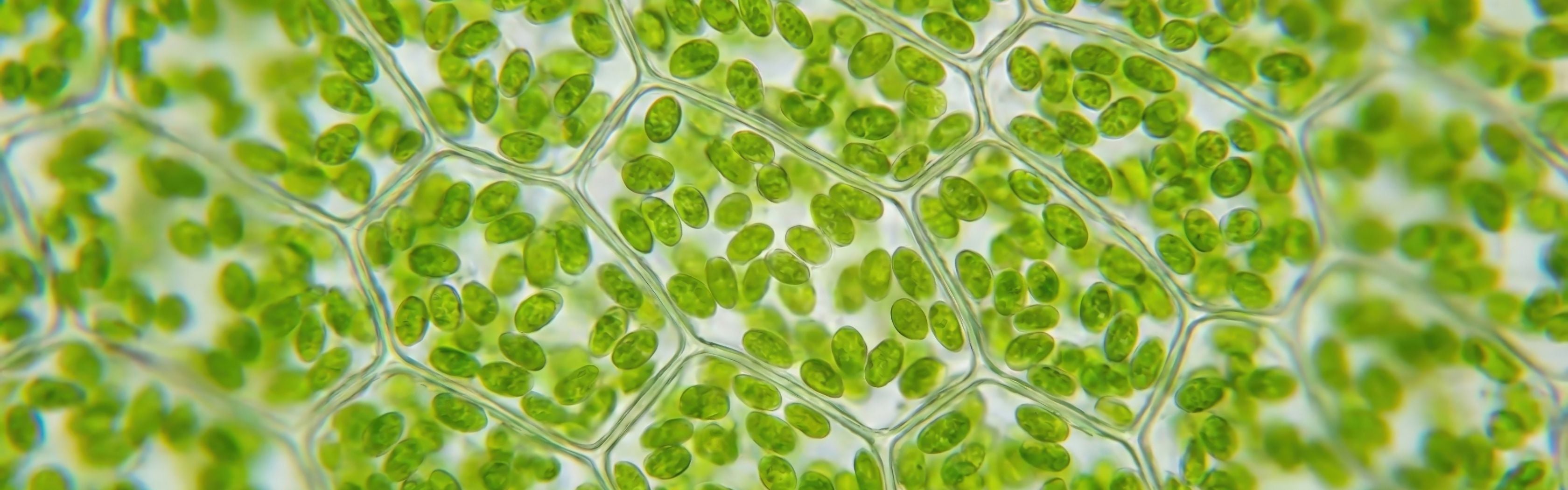 Plant Sterols