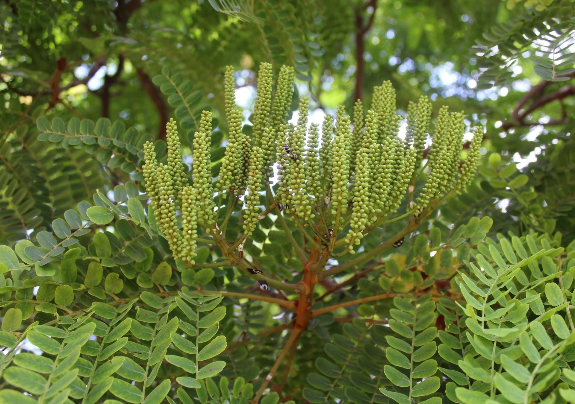 Quercetin: Nature’s most abundant flavonoid