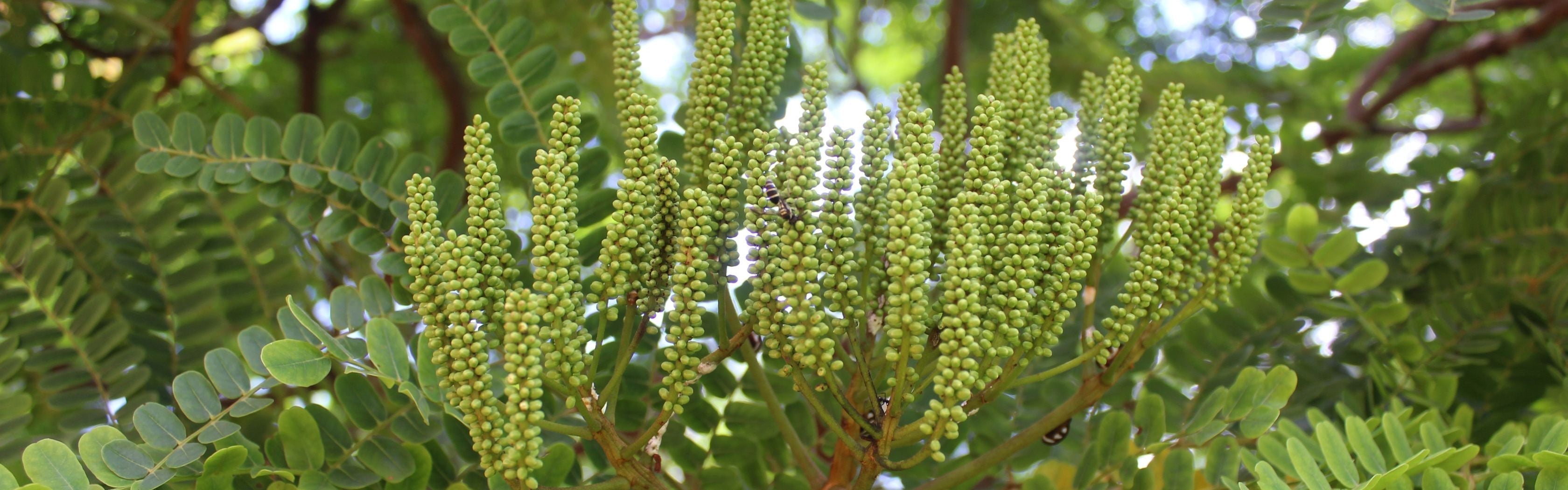 Quercetin