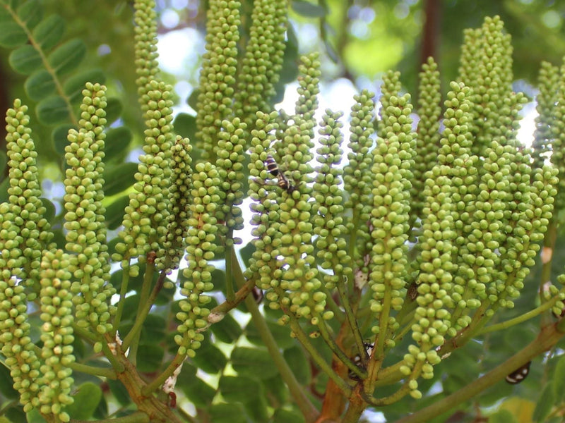 Quercetin