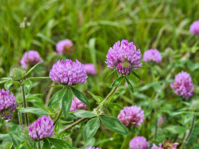 Red Clover