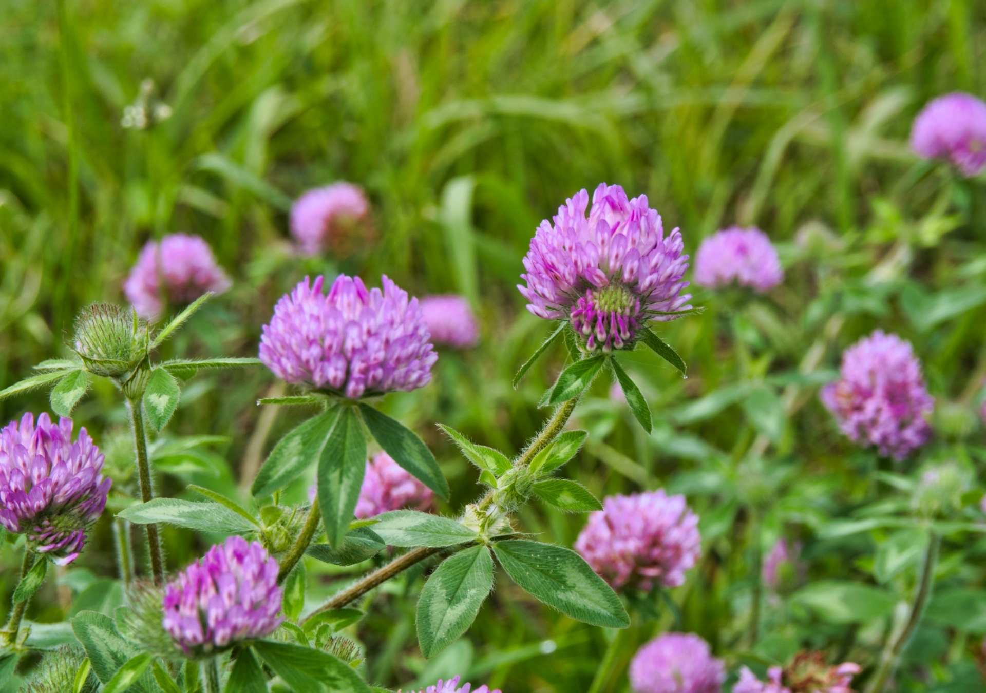 Red Clover