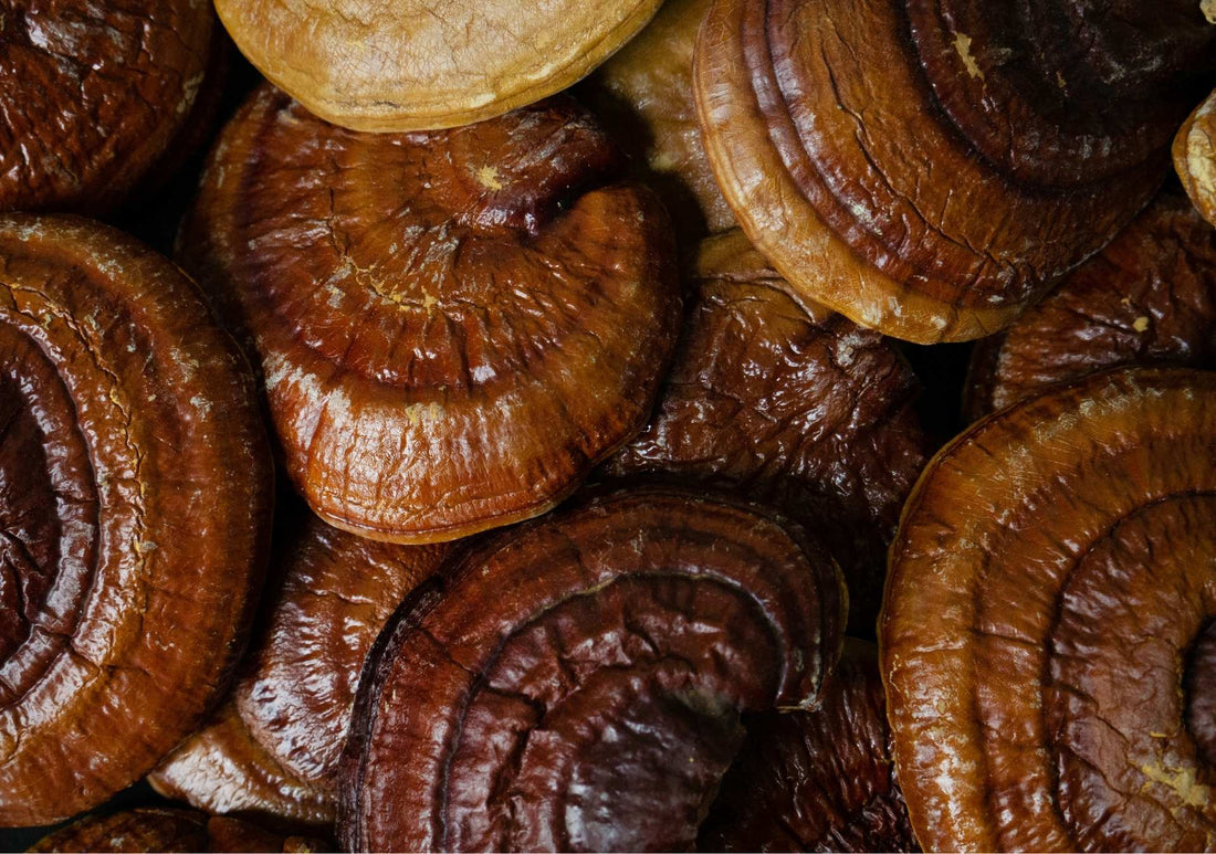 Reishi