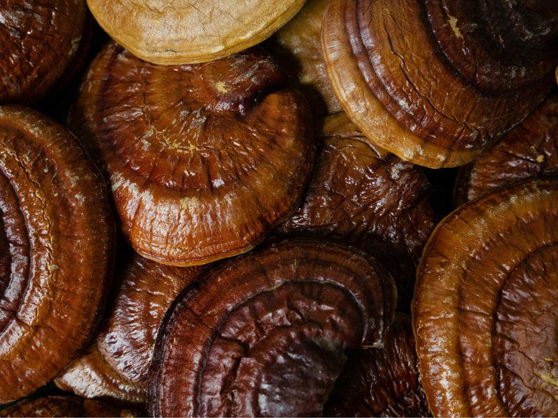 Reishi