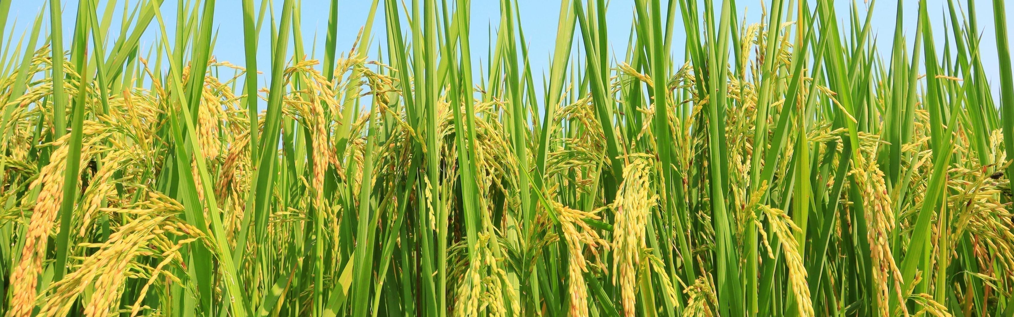 Rice Flour