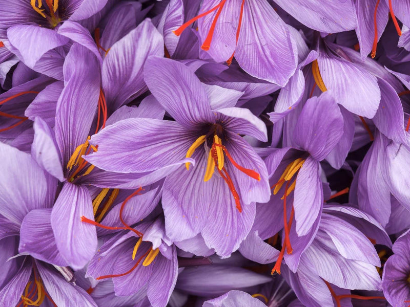 Saffron