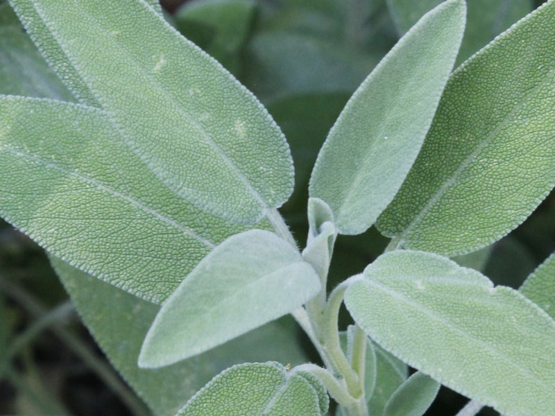 Sage