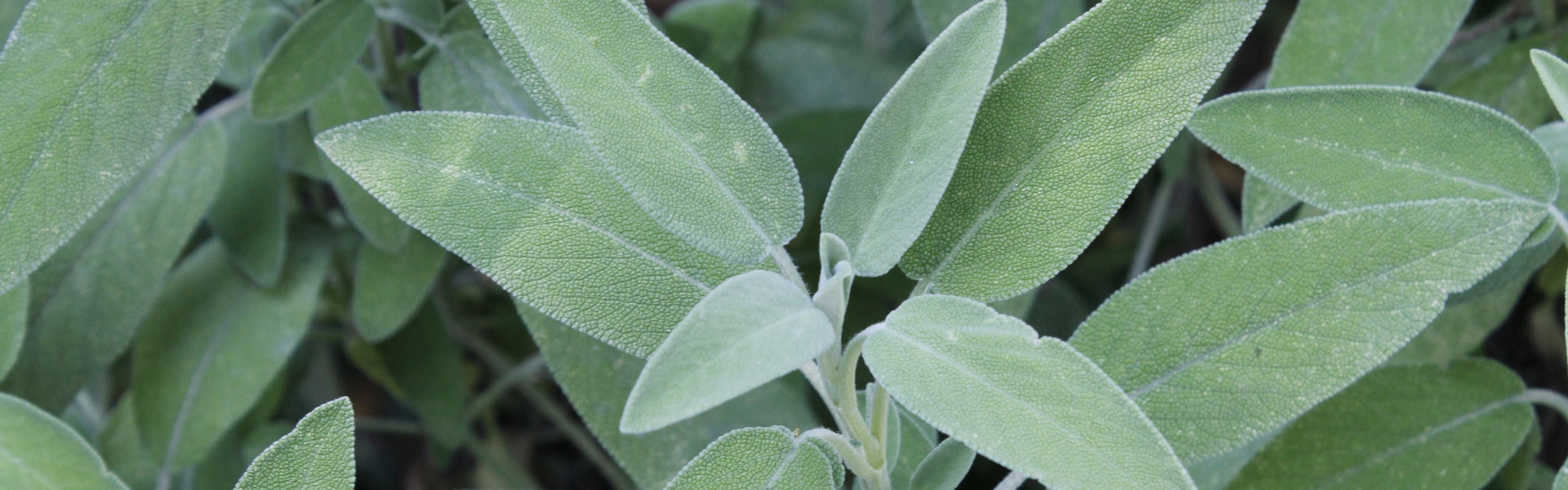 Sage