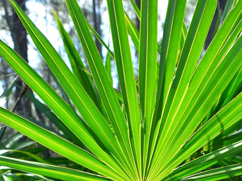 Saw Palmetto