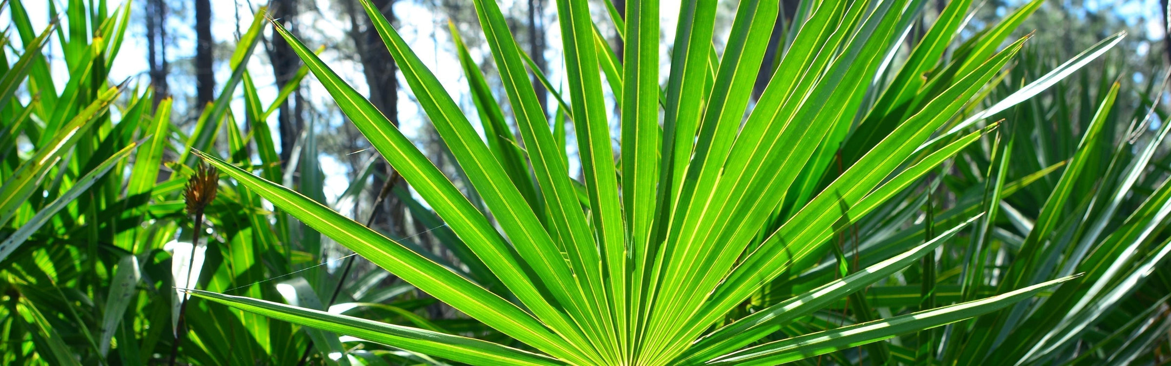 Saw Palmetto