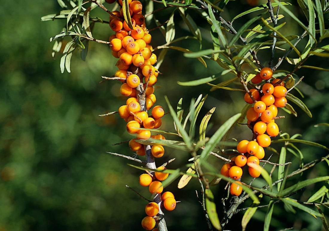 Sea Buckthorn: "Shiny Horses" and Superoxide Dismutase (SOD)