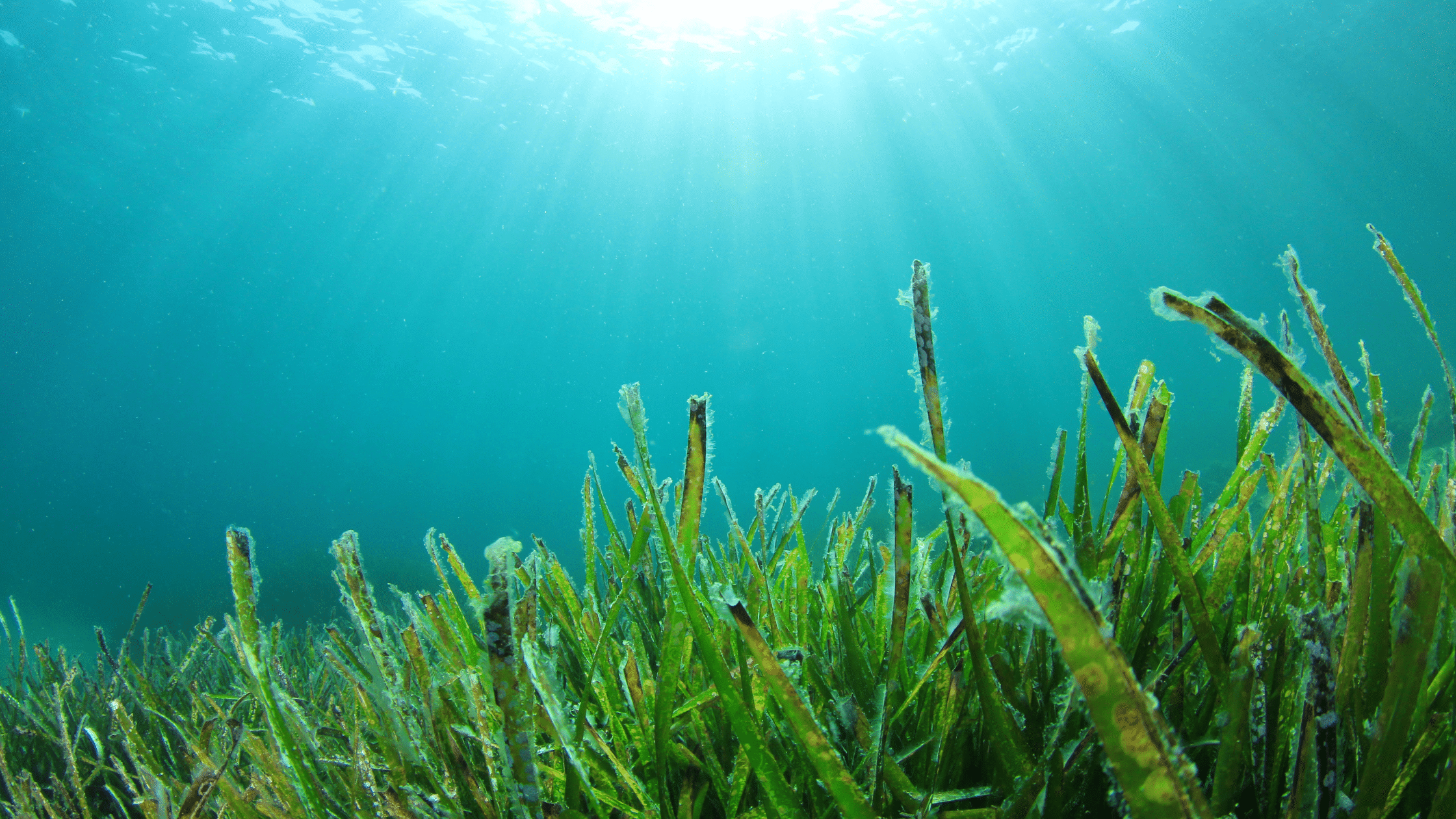 The Super Powers of Seaweed