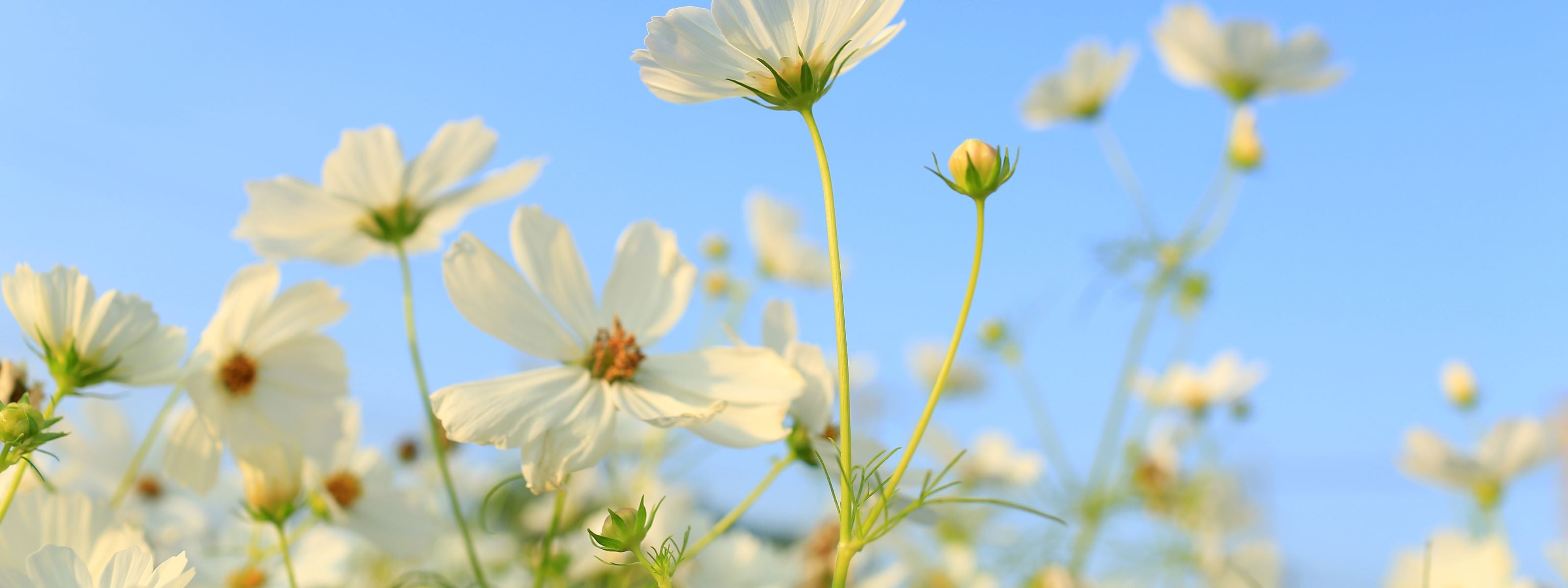 Spring Supplements: What to Take as the Seasons Change
