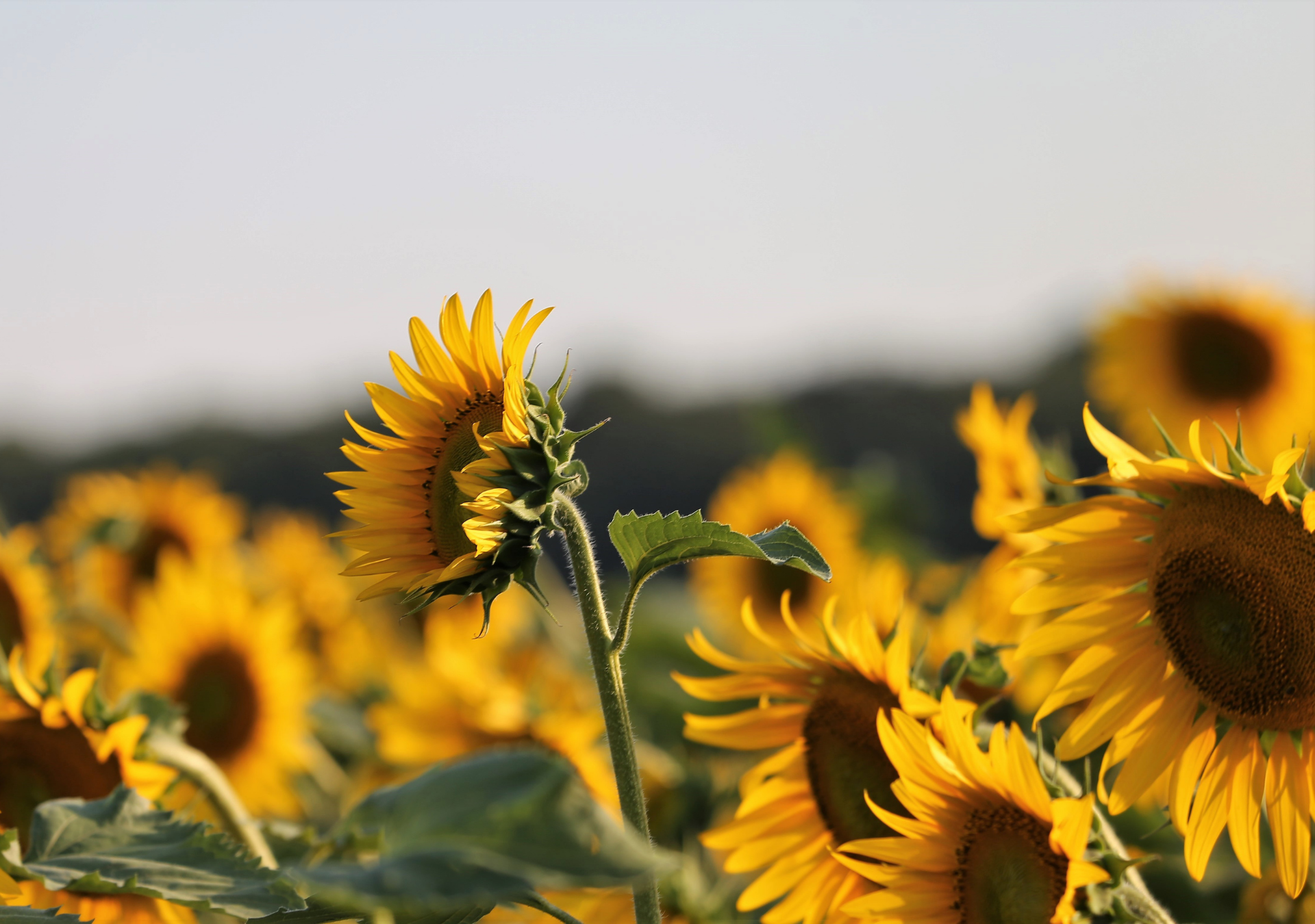 Sunflower