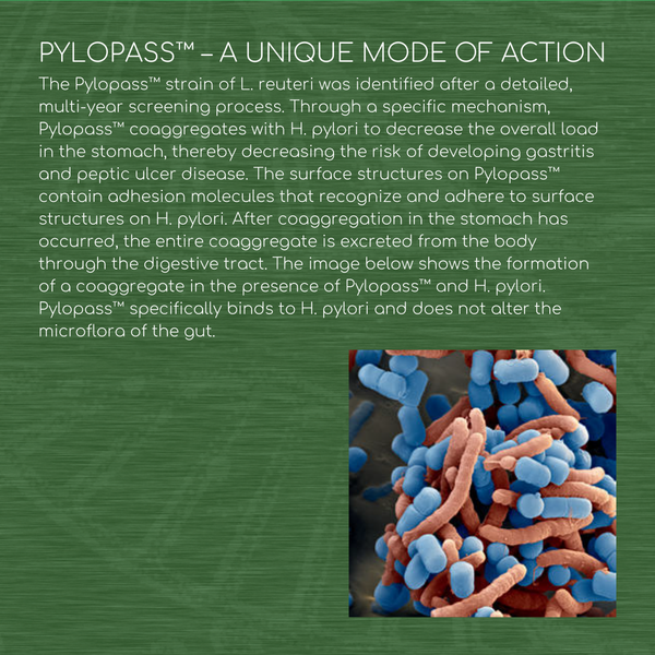 Pylopass™ Probiotic – Gut Health – Targets Harmful H. pylori