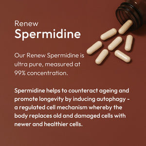 Renew – Ultra Pure Spermidine – Autophagy, Cellular Health & Longevity