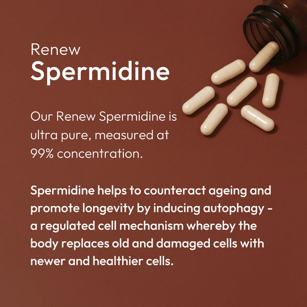 Renew – Ultra Pure Spermidine – Autophagy, Cellular Health & Longevity
