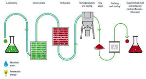 Organic Astaxanthin Oil 8mg - Algamo® - Antioxidant - EU Haematococcus Pluvialis