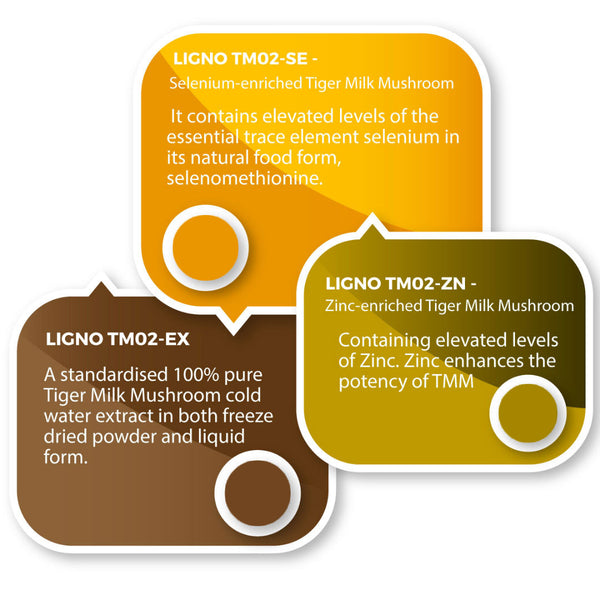 Tiger Milk Mushroom – Clinically Studied LiGNO TM02® – Respiratory & Immune Health