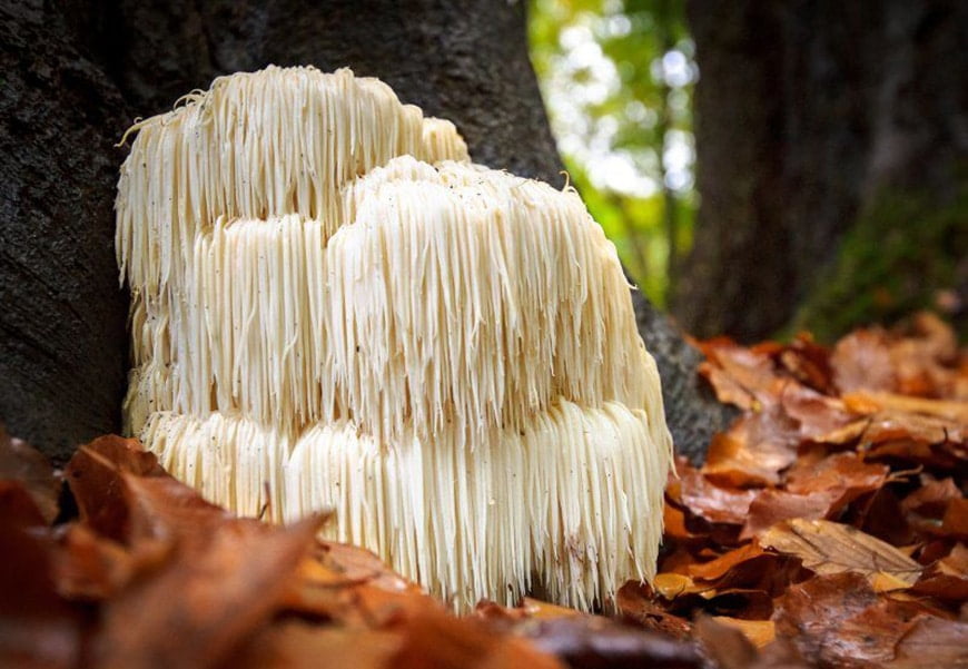 Lion's Mane A Mycological Marvel Time Health