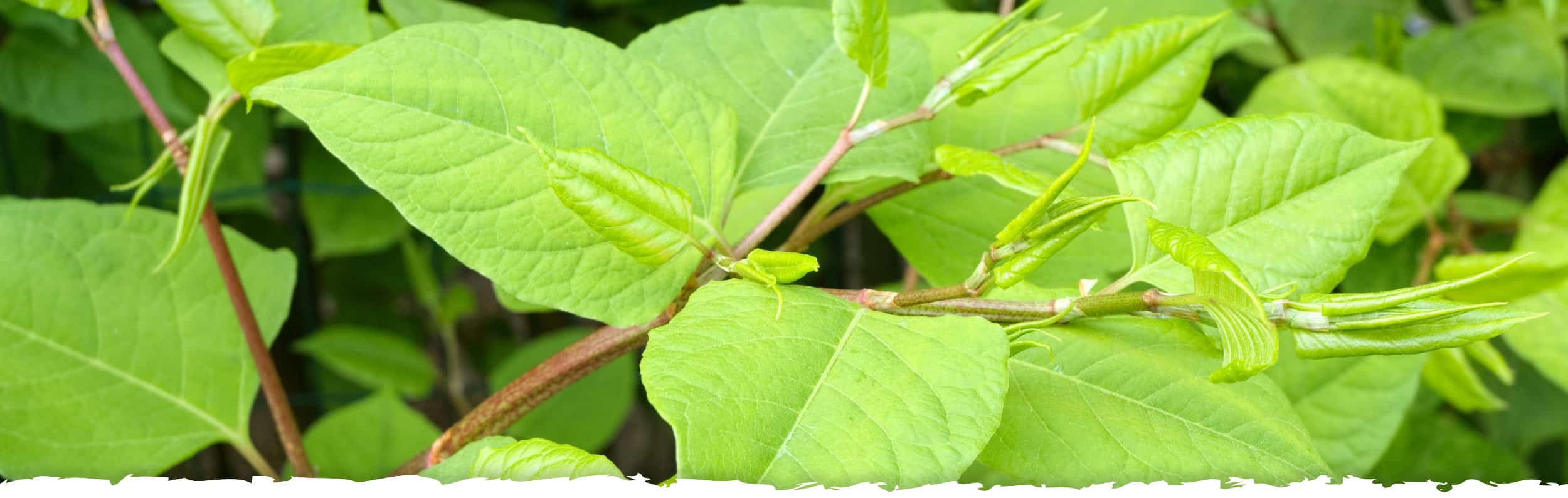 Japanese Knotweed - Time Health