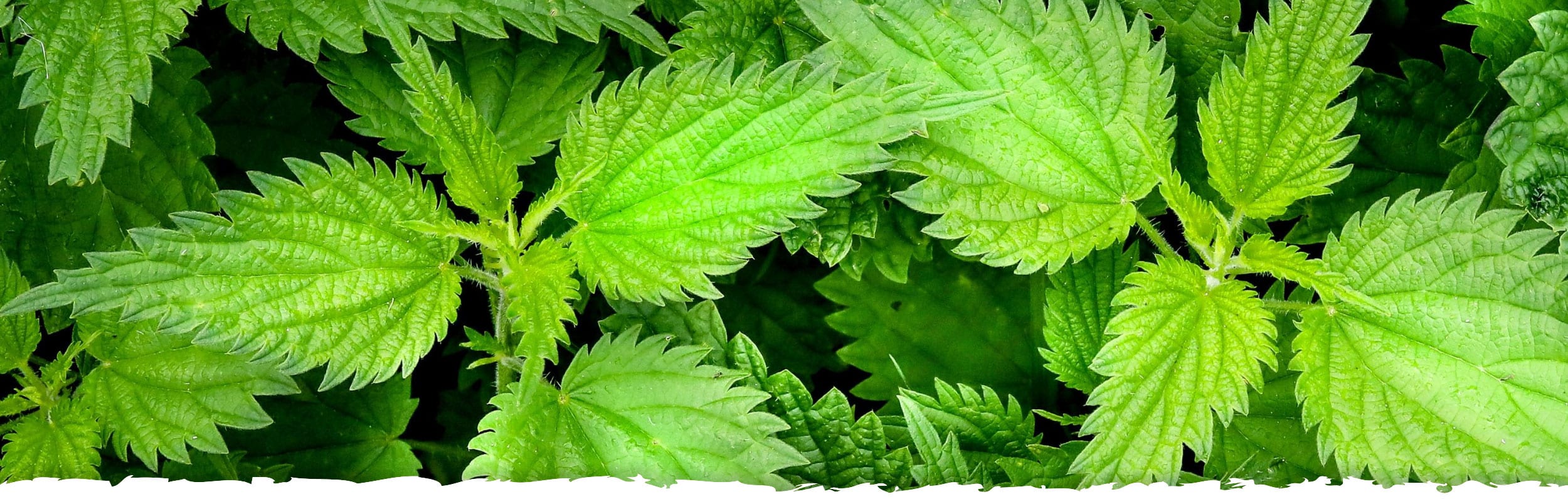 Nettle - Time Health