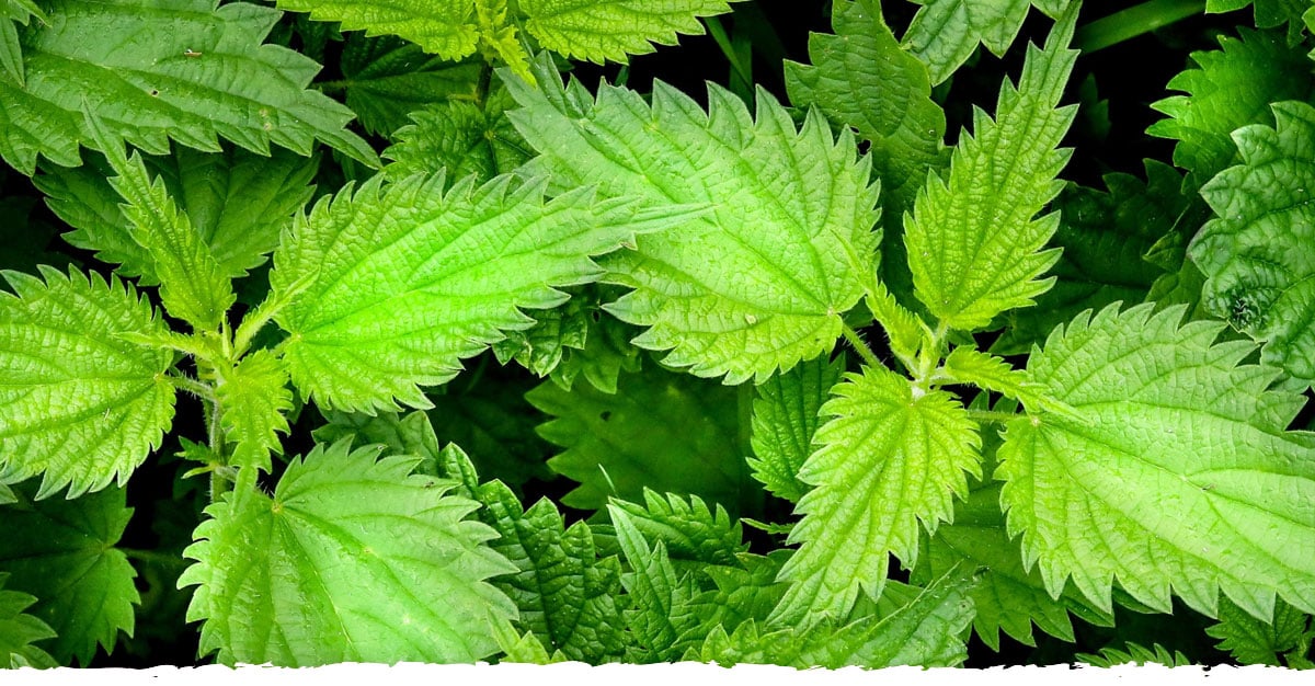 Nettle - Time Health