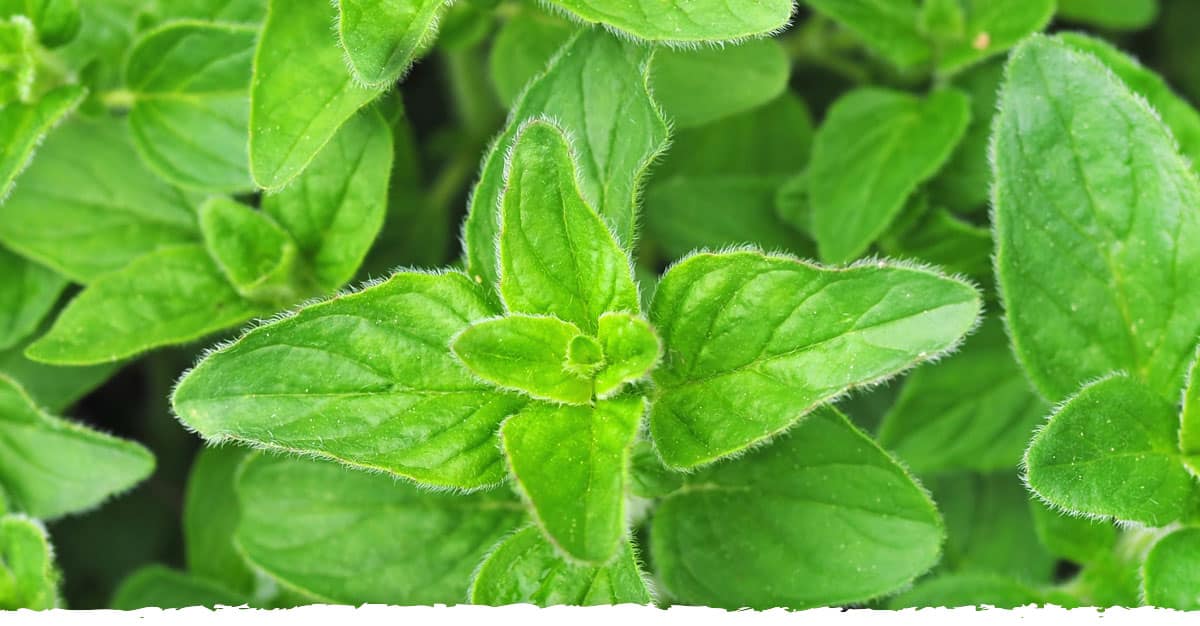 Oregano Oil - Time Health