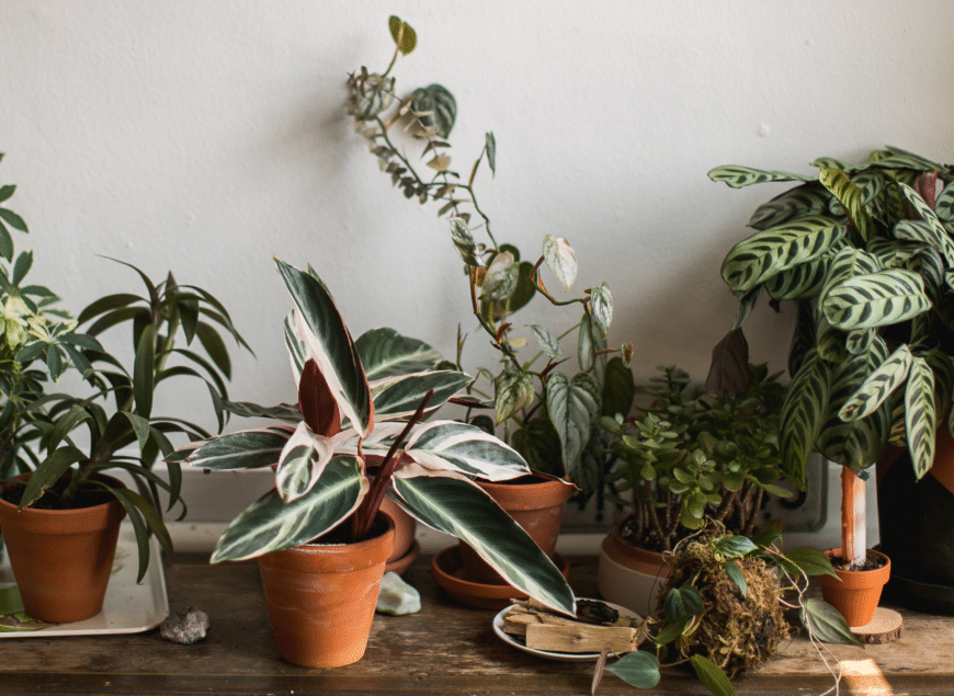 House plants & health: What are the benefits? - Time Health