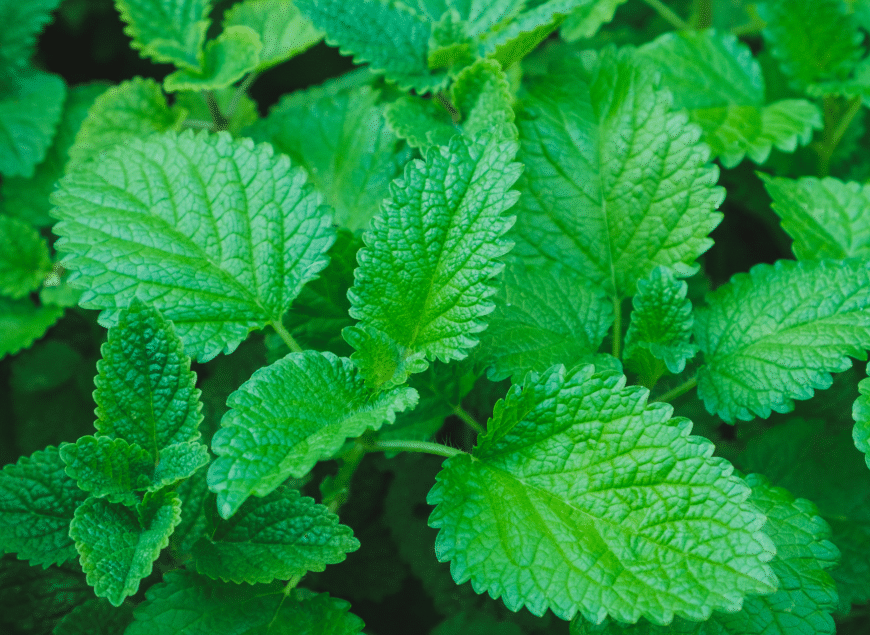 Benefits of Lemon Balm - Time Health