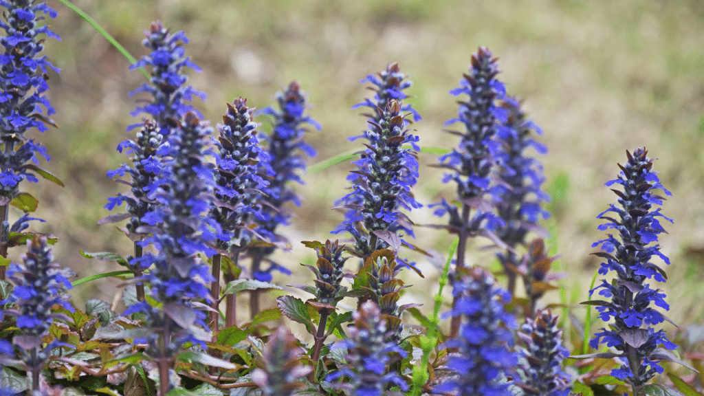 Ajuga turkestanica