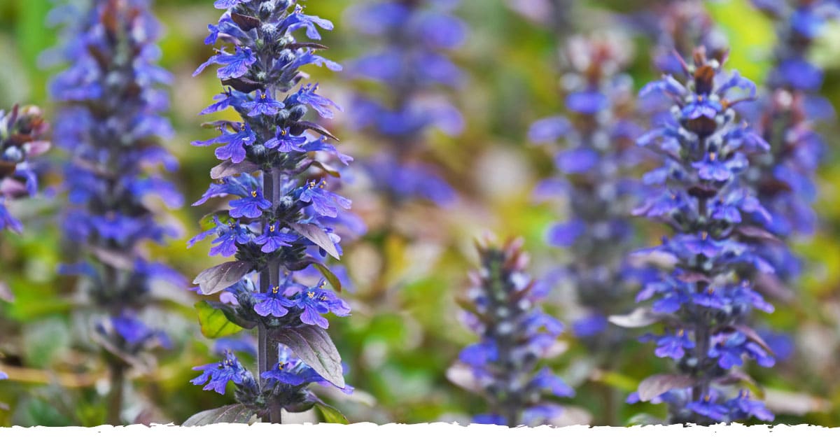 Ajuga turkestanica - Time Health